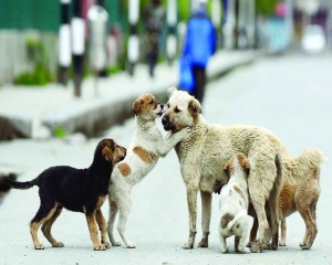 Giving stray dogs a bad name